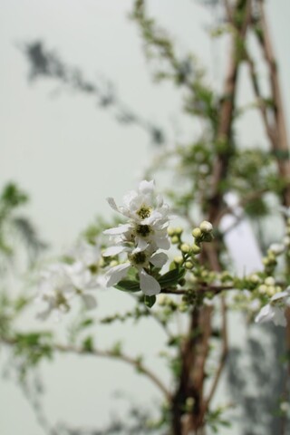 Parelstruik Exochorda ‘The Bride’, Karakterboom, Witte bloei, ca. 200