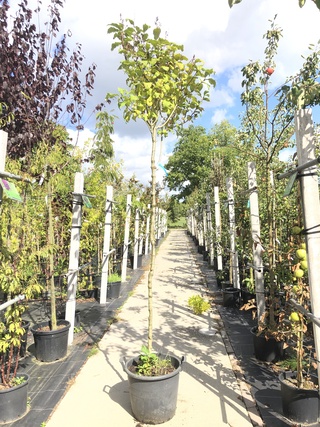 2x Hongaarse sering Syringa josikaea, Bloesemboom, Roze bloei, ca. 3 m