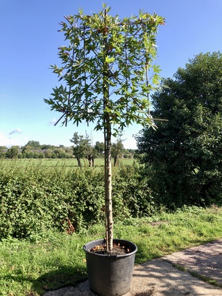 4x Oosterse plataan Platanus ‘Minaret’, Leiboom, ca. 180 cm stamhoogte