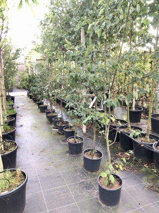10x Krentenboompje Amelanchier lamarckii, Sierheester, Witte bloesem,