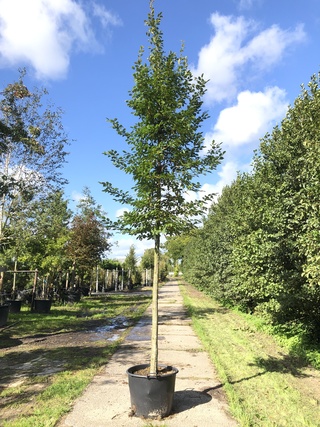 4x Haagbeuk Carpinus betulus, ca. 4 m hoog