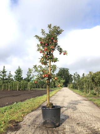 8x Appelboom Malus ‘Elstar’, Fruitgaardboom, Vruchtdragend, ca. 200-25