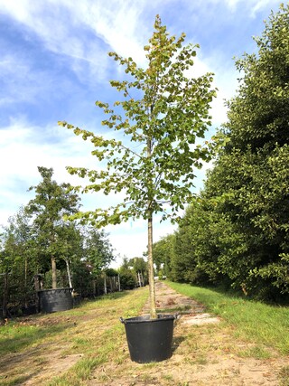 Koningslinde Tilia ‘Pallida’, ca. 5 m hoog