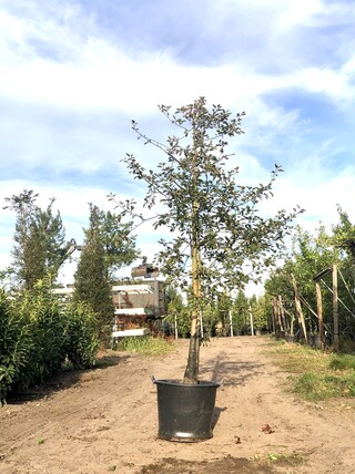 2x Sierappel Malus ‘Royalty’, Bloesemboom, Dieprode sierappels, ca. 3