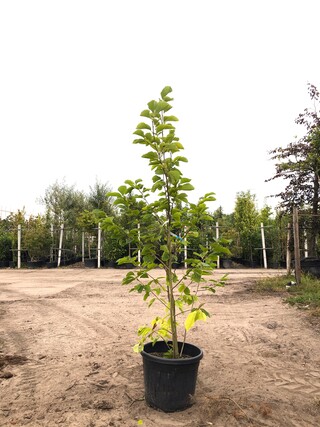 2x Beverboom Magnolia ‘Yellow River’, Meerstammig, Zachtgele bloei, ca