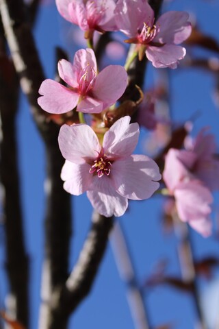 Sierkers Prunus ‘Rancho’, Bloesemboom, Roze bloei, ca. 4 m hoog