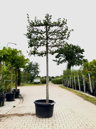 2x Winterlinde Tilia cordata, Leiboom, ca. 200 cm stamhoogte