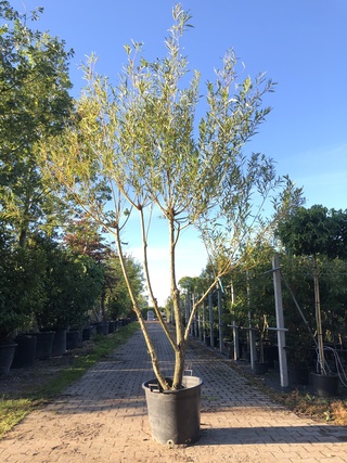 3x Schietwilg Salix alba, Meerstammig, Gele twijgen, ca. 350 cm hoog