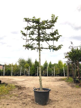4x Zilverlinde Tilia ‘Brabant’, Leiboom, ca. 200 cm stamhoogte
