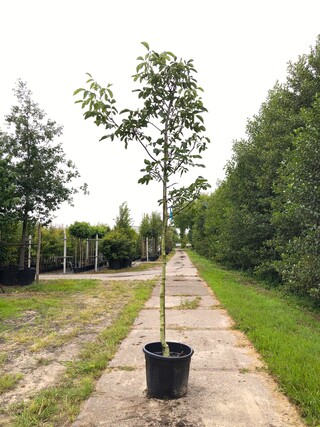 3x Walnotenboom Juglans ‘Chandler’, Vruchtboom, ca. 3 m hoog