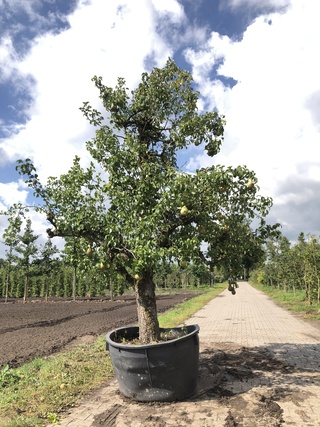 2x Perenboom Pyrus ‘Conference’, Karakterboom, Vruchtdragend, ca. 3 m