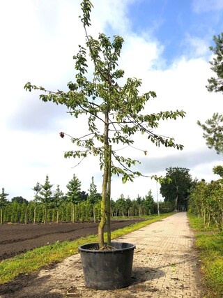 3x Kersenboom Prunus ‘Kordia’, Hoogstam, Dieprode kersen, ca. 4 m hoog
