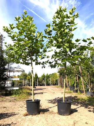 2x Plataan Platanus hispanica, ca. 3 m hoog