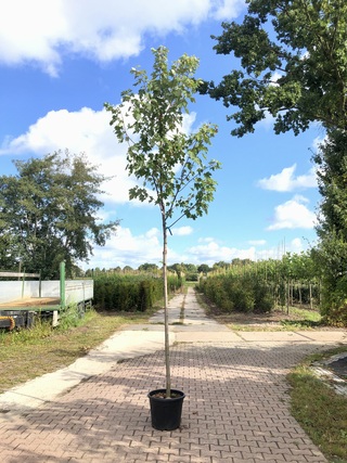 3x Esdoorn Acer ‘Autumn Blaze’, Loofboom, Rode herfstkleur, ca. 4 m ho