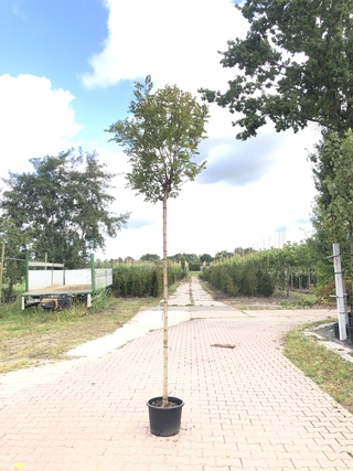 Bolacacia Robinia ‘Umbraculifera’, Bolboom, ca. 200 cm stamhoogte