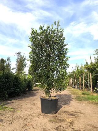 4x Hulst Ilex ‘Limsi’, Solitair, Wintergroen, ca. 250 cm hoog