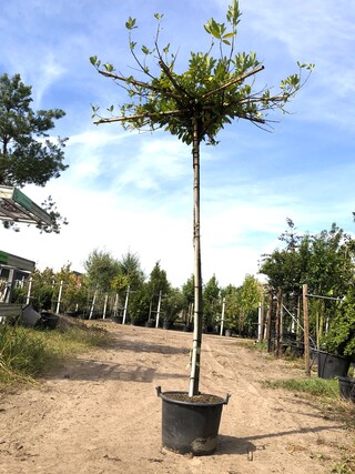 2x Laurierkers Prunus laurocerasus, Dakboom, Wintergroen, ca. 220 cm s