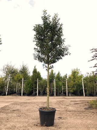 5x Portugese laurier Prunus ‘Angustifolia’, Leigeschikt, Wintergroen,
