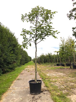 2x Walnotenboom Juglans regia, Vruchtboom, ca. 4 m hoog