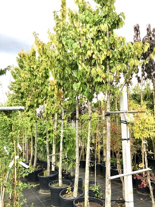 6x Sierkers Prunus ‘Rancho’, Bloesemboom, Roze bloei, ca. 4 m hoog