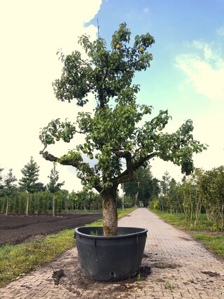 Perenboom Pyrus ‘Conference’, Karakterboom, Vruchtdragend, ca. 3 m hoo