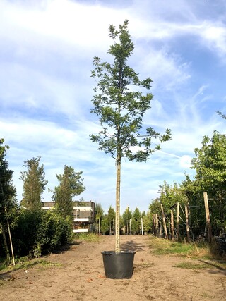 2x Moeraseik Quercus palustris, Roodoranje herfstkleur, ca. 6 m hoog
