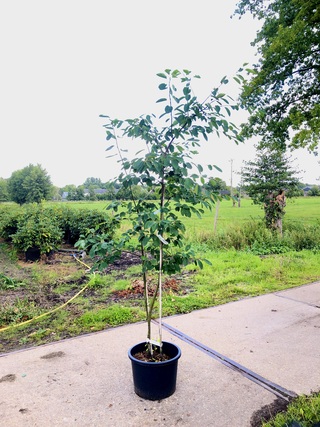 10x Krentenboompje Amelanchier lamarckii, Sierheester, Witte bloesem,