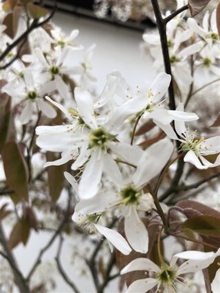 Krentenboompje Amelanchier lamarckii, Meerstammig, Witte bloesem, ca.