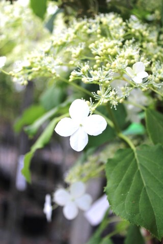 Klimhortensia Hydrangea anomala petiolaris, Klimplant, Witte bloei, ca