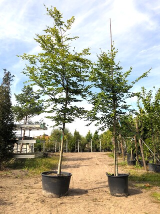 6x Beuk Fagus sylvatica, ca. 3-5 m hoog
