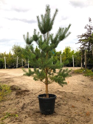 2x Grove den Pinus sylvestris, Naaldboom, Wintergroen, ca. 2 m hoog