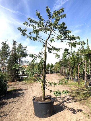 10x Kersenboom Prunus ‘Kordia’, Fruitgaardboom, Vruchtdragend, ca. 3 m