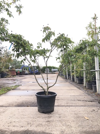 2x Japanse kornoelje Cornus ‘Weisse Fontaine’, Meerstammig, Witte bloe