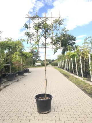 2x Steeneik Quercus ilex, Leiboom, Wintergroen, ca. 150 cm stamhoogte
