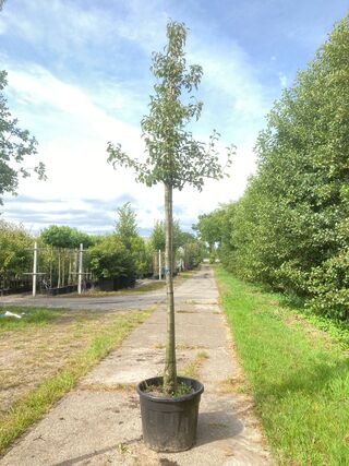 3x Perenboom Pyrus ‘Doyenne du Comicé’, Fruitboom, ca. 3 m hoog