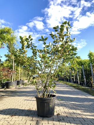 3x Appelbes Aronia melanocarpa, Fruitstruik, Zwarte bessen, ca. 175 cm