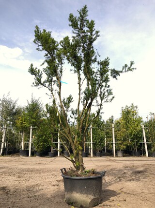 2x Venijnboom Taxus ‘Hicksii’, Meerstammig, Wintergroen, ca. 250 cm ho
