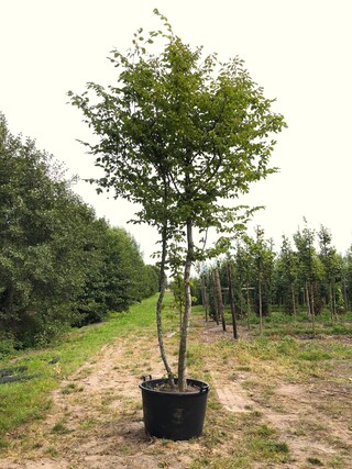 Haagbeuk Carpinus betulus, Meerstammig, ca. 4 m hoog