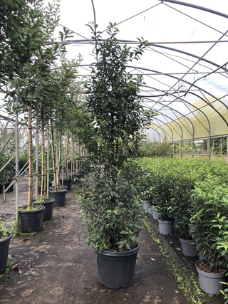 35x Portugese laurier Prunus ‘Angustifolia’, Haagplant, Wintergroen, c