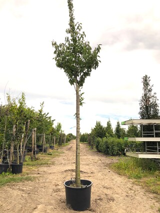 3x Japanse sierkers Prunus ‘Kanzan’, Bloesemboom, Dieproze bloei, ca.