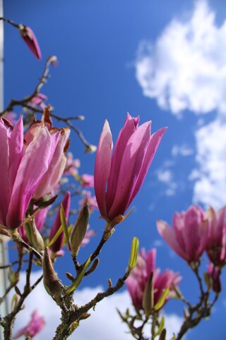 Magnolia Magnolia ‘Betty’, Meerstammig, Roze bloei, ca. 3 m hoog