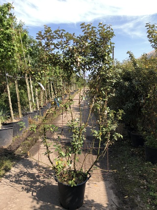 2x Olijfwilg, Elaeagnus Ebbingei, Haagelement, wintergroen, ca. 200 cm