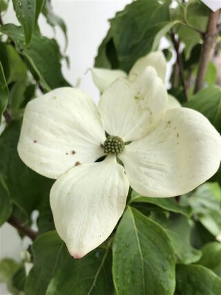 Japanse kornoelje Cornus ‘China Girl’, Meerstammig, Witte bloei, ca. 2