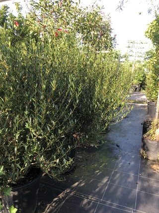 4x Steenlinde Phillyrea angustifolia, Haagplant, Wintergroen, ca. 125