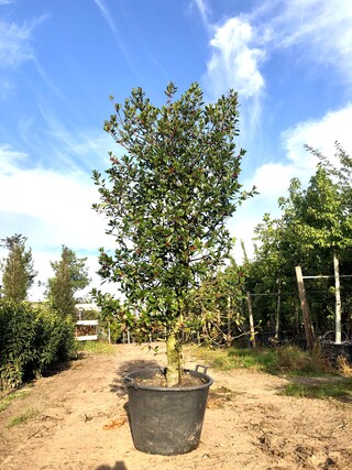 Hulst Ilex ‘Limsi’, Solitair, Wintergroen, ca. 250 cm hoog