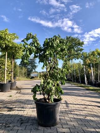 Kronkelhazelaar Corylus ‘Contorta’, Sierheester, Vruchtdragend, ca. 17