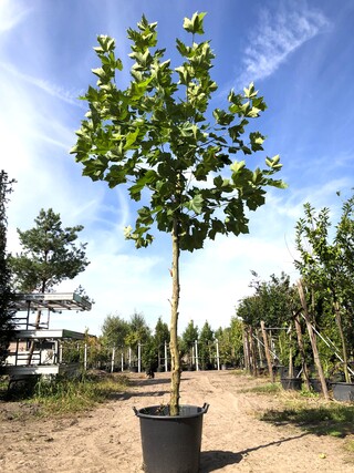 Plataan Platanus hispanica, ca. 3 m hoog