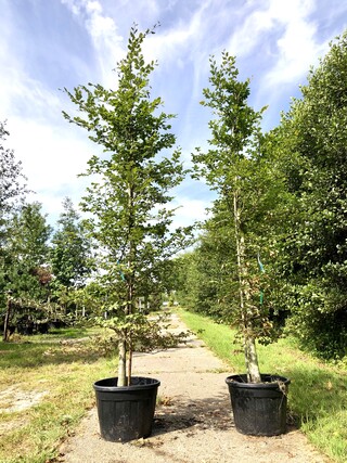 3x Beuk Fagus sylvatica, Haagplant, ca. 3 m hoog
