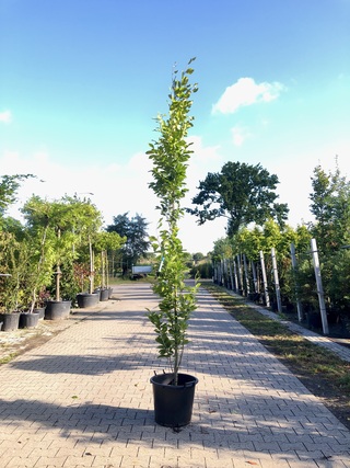 2x Oosterse beuk Fagus ‘Iskander’, Zuilvorm, ca. 250 cm hoog