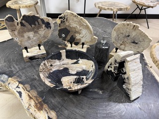 Unieke Versteend Houten Set – Miljoenen Jaren Oud, 2025